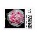 Peony Flower Stamps