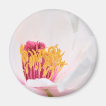 Peony Fridge Magnets