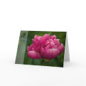 Peony • Good Luck Card by SabineStGreetings Peony • Good Luck Card