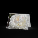 Peony Greeting Card