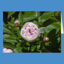 Peony cards