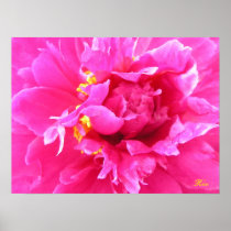 Peony in Bloom Print