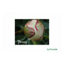 Peony in Bud posters by nellievrolyk Peony in Bud posters