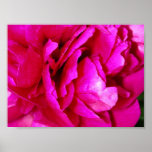 Peony in Full Bloom Print