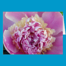 Peony in Pink Card cards