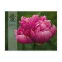 Peony • Kanji Love Postcard