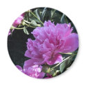 Peony magnets