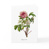 Peony moutan cards