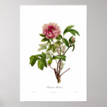 Peony moutan posters