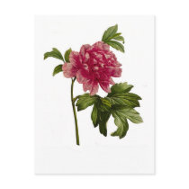 Peony moutan,var by Pierre-Joseph Redouté Postcard