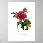 Peony moutan var posters