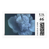 peony, Painting by DBarnhart postage