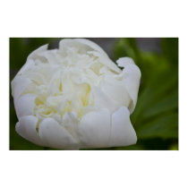 Peony Petals Dancing posters