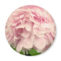 Peony Petals Fridge Magnet