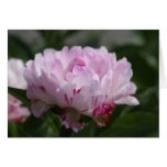 Peony "Petit Elegance" Card