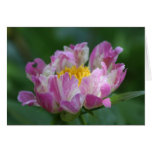 Peony "Pink Spritzer" Greeting Cards