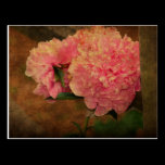 Peony PostCard postcards