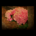 Peony posters