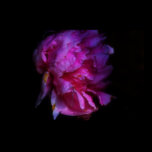 Peony posters
