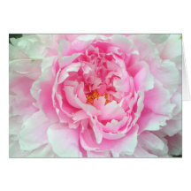 Peony 'Sarah Bernhardt' Card