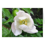 Peony 'White Innocence' Cards