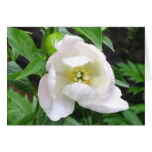 Peony 'White Innocence' Cards