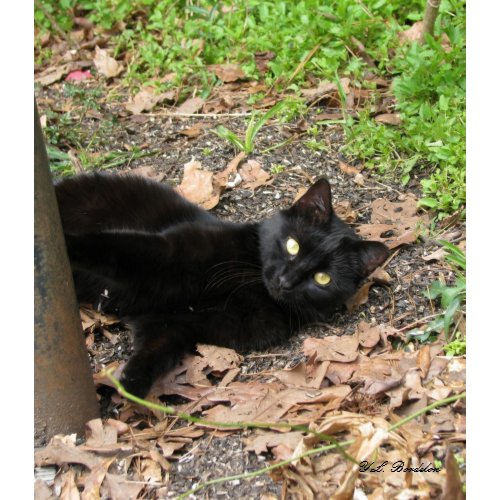 Pepper Black Cat print