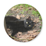 Pepper Cat Katrina Survivor Refrigerator Magnet