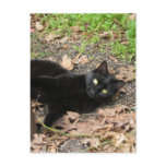 Pepper Cat Katrina Survivor Post Card