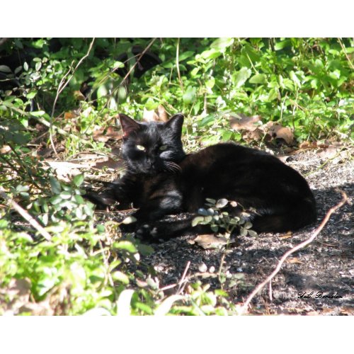 Pepper Cat Sunning print