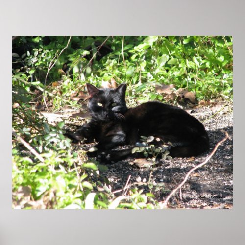 Pepper Cat Sunning print