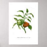 Pepper Print