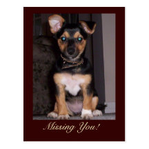 Pepper the Dog Missing You Postcard