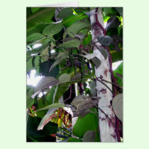 Pepper Vine cards