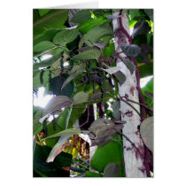 Pepper Vine cards by CrisIsaac Pepper Vine cards