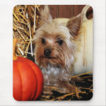 Pepper - Yorkie - Photo-10 Mouse Pads