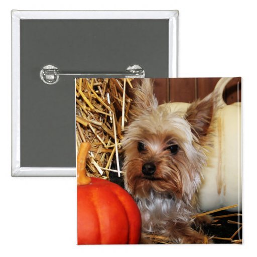 Pepper - Yorkie - Photo-10 Pins