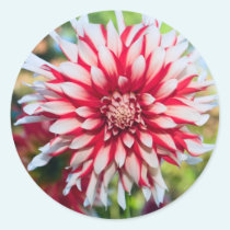 Peppermint Dahlia Sticker stickers