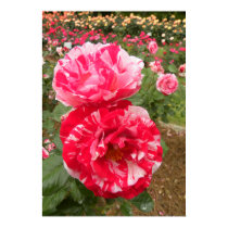 Peppermint Rose posters