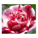 Peppermint Rose posters