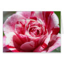 Peppermint Rose, S Cyr cards