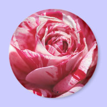 Peppermint Rose, S Cyr magnets