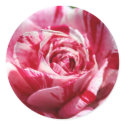 Peppermint Rose stickers