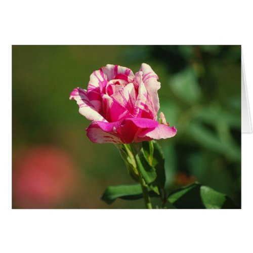 Peppermint Stripe Rose Card card