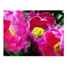 Pepper's Magenta Peony Garden Postcard