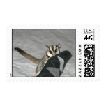 Peppy the Sugar Glider Postage Stamp