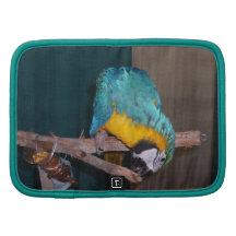 Perca que mastica el Macaw Planificador