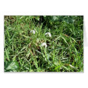 Perce-Neige cards by Riviere Perce-Neige cards