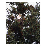 Perched Bald Eagle Art Photo