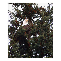 Perched Bald Eagle Art Photo